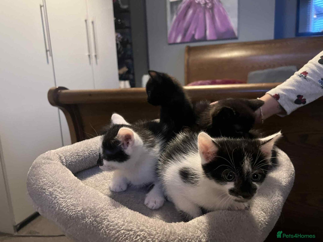 Mixed Breed cats for sale: Kittens - Image 1