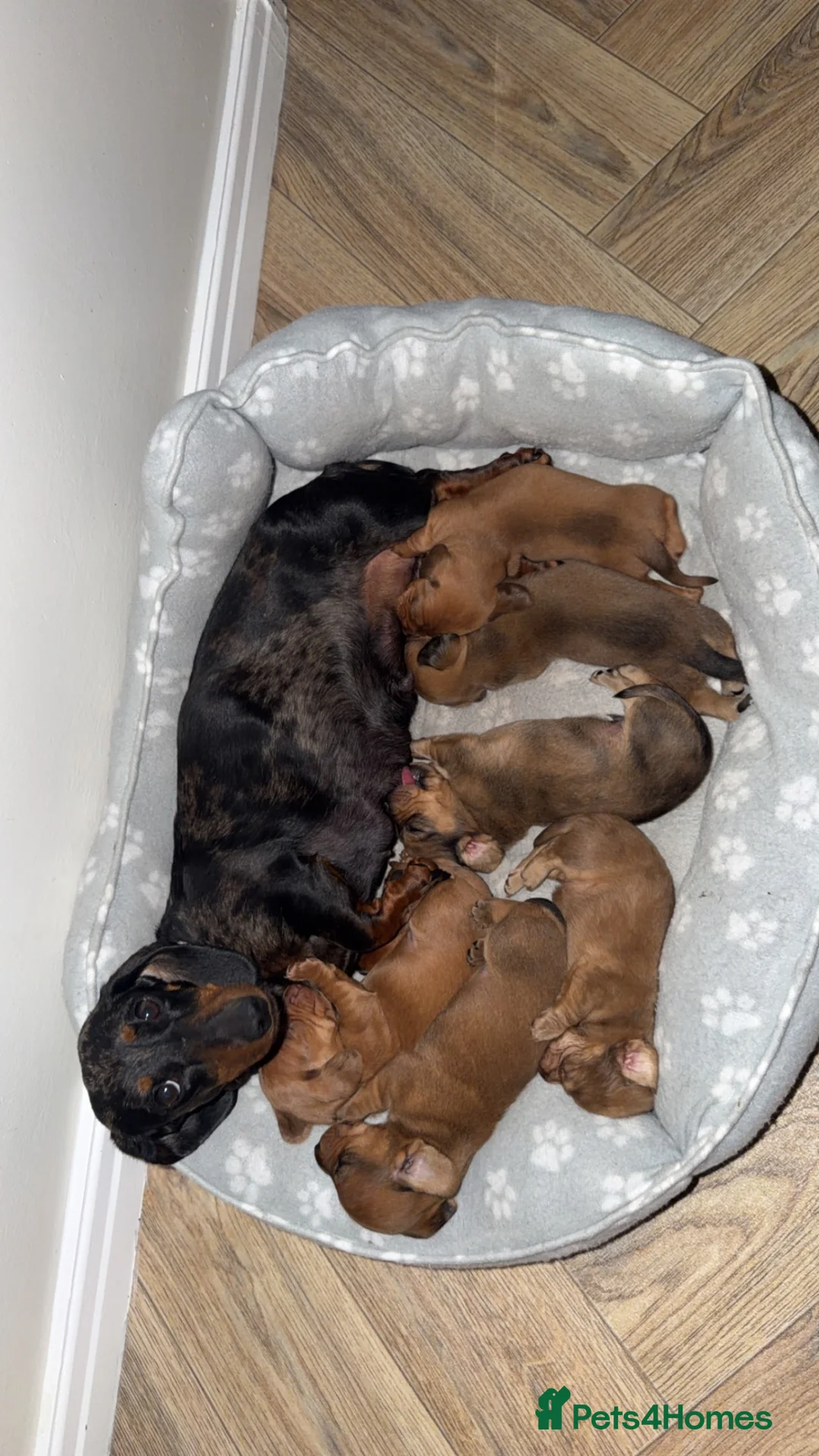 Miniature Dachshund dogs for sale: 6 miniature dachshund  - Advert 2