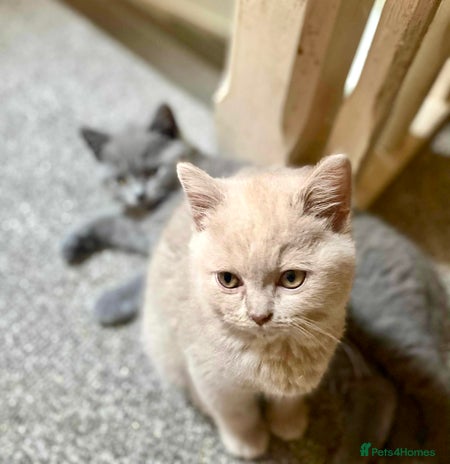 British Shorthair cats - Advert 1