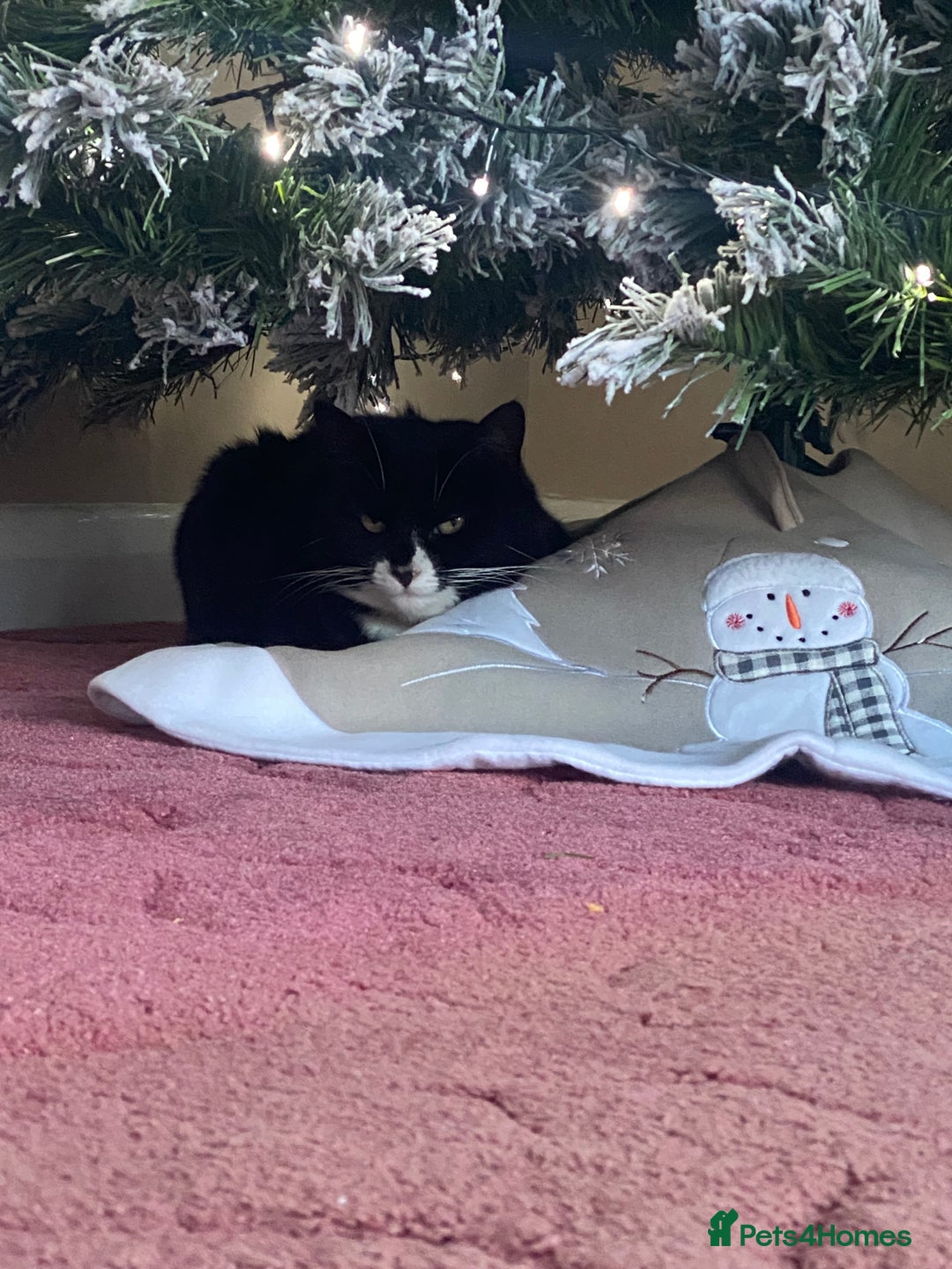 Domestic Shorthair cats for sale: Lovely Girl Mimi - Advert 3