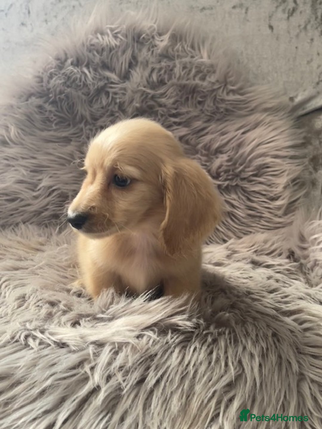 Dachshund dogs for sale: cream KC long haired miniature dachshunds for sale - Image 19