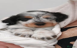 Cocker Spaniel dogs for sale: Kc registered, show type Cocker spaniel Puppies  - Image 5