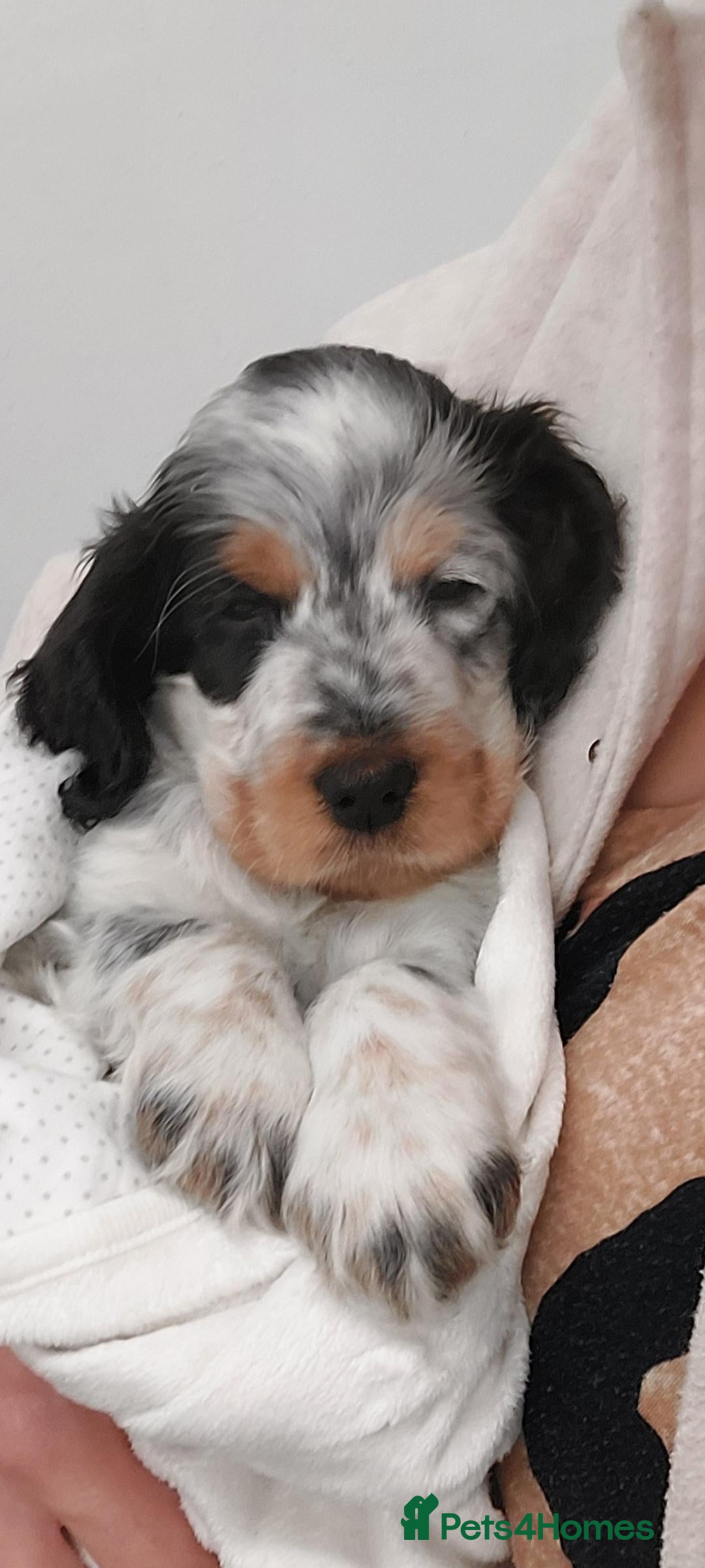 Cocker Spaniel dogs for sale: Kc registered, show type Cocker spaniel Puppies  - Image 5