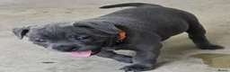 Staffordshire Bull Terrier dogs for sale: Handled and raised at home staffys - Advert 5