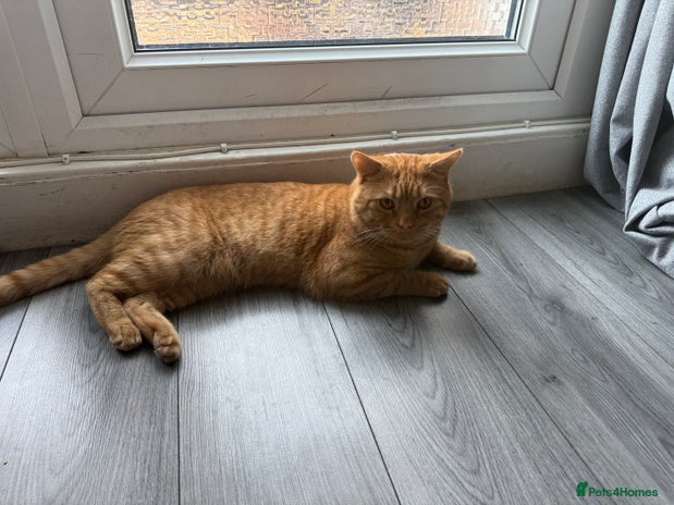 Mixed Breed cats for sale - Advert 1