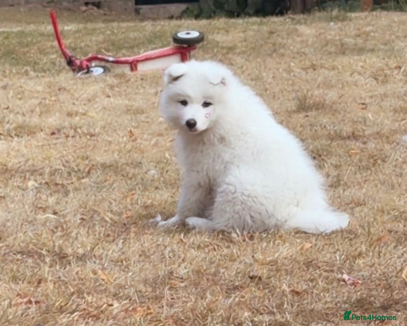 Samoyed dogs     Adorable Samoyed Puppies Looking for 5★ Homes - Advert 1