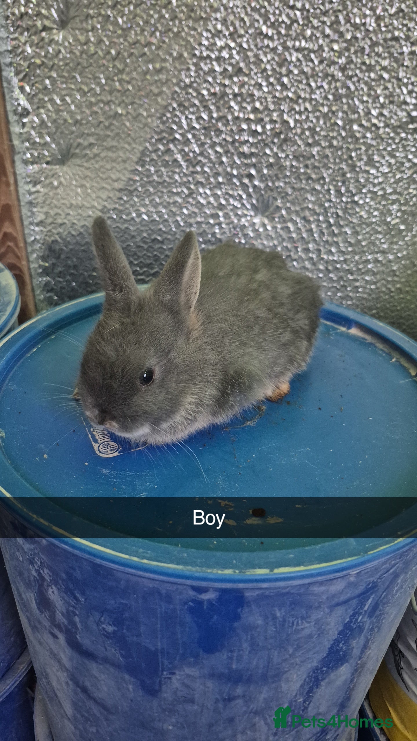 Lionhead rabbits Lionhead Baby bunny rabbits 8 weeks old - Advert 6