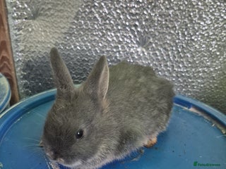 Lionhead rabbits Lionhead Baby bunny rabbits 8 weeks old - Advert 6