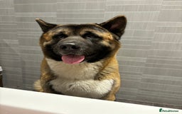 Akita dogs for sale: American Akita - Age 3 - Image 4