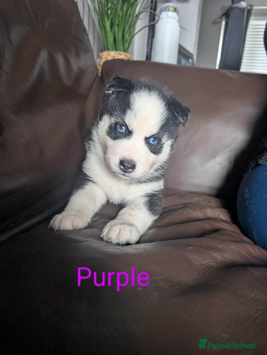 Siberian Husky dogs for sale: Beautiful Siberian husky puppies - Image 7