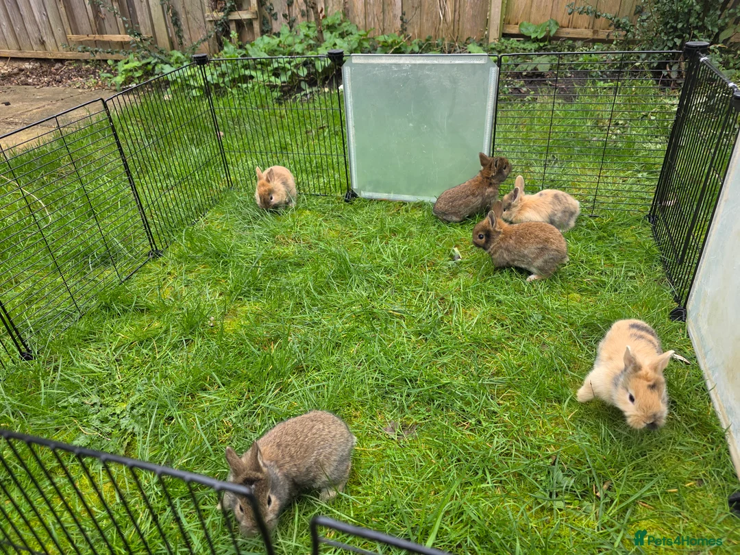Lionhead rabbits for sale: Lionhead bunnies  - Advert 2