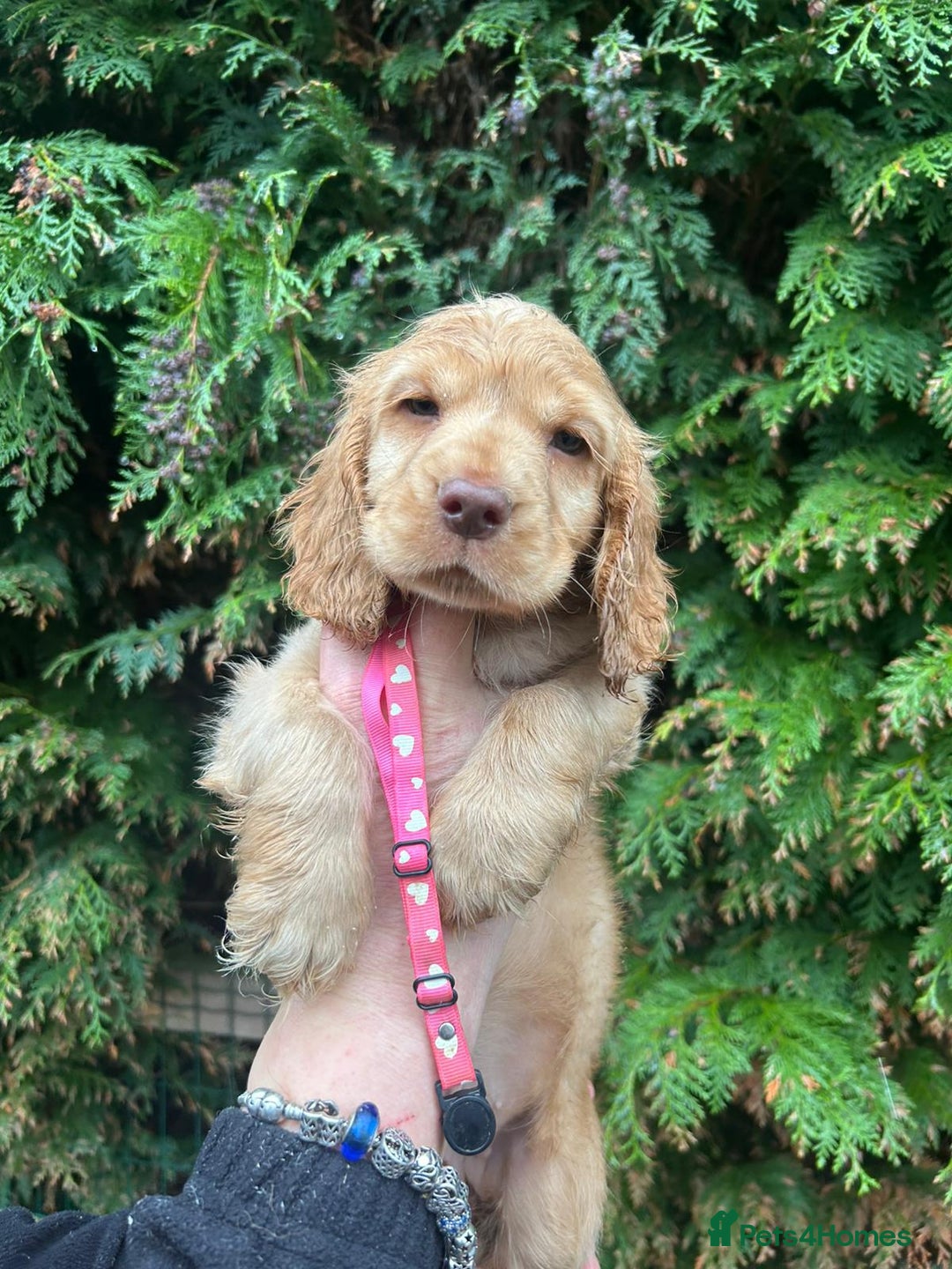 Cocker Spaniel dogs for sale: Stunning KC Show Cocker Spaniels - Advert 3