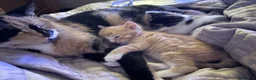 Mixed Breed cats for sale: Beautiful Kittens looking for Forever Homes 🐾 - Advert 13