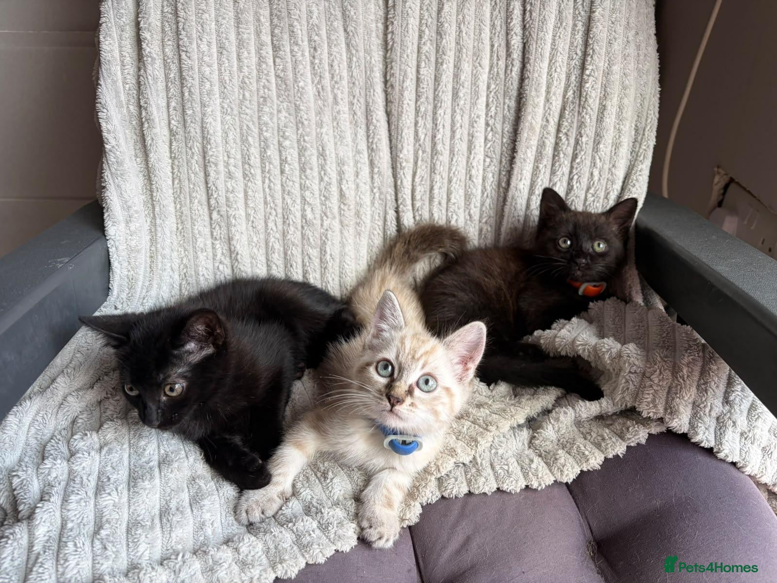 Mixed Breed cats 2 male 1 female  - Advert 17