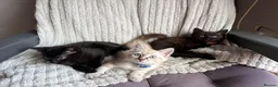 Mixed Breed cats for sale: 2 male 1 female  in Reading - Advert 1