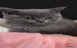 British Shorthair cats for sale: 🐾 Blue British Shorthair Kittens  🐾 - Image 4