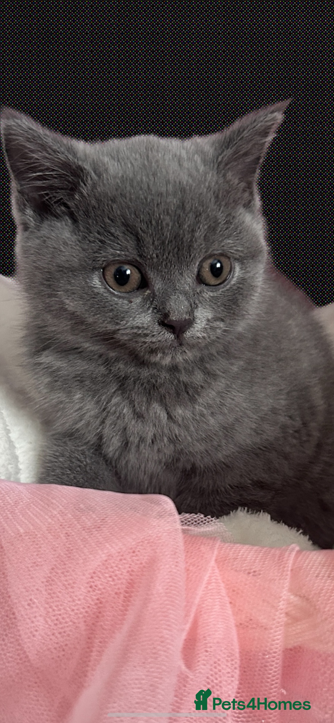 British Shorthair cats for sale: 🐾 Blue British Shorthair Kittens  🐾 - Image 4