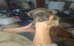 Mixed Breed dogs for sale: Beautiful litter of dachshund mix puppies  - Image 2