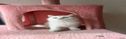 British Longhair cats for sale: WHITE KITTEN COLORPOINT VACCINATED READY FOR HOME - Advert 16