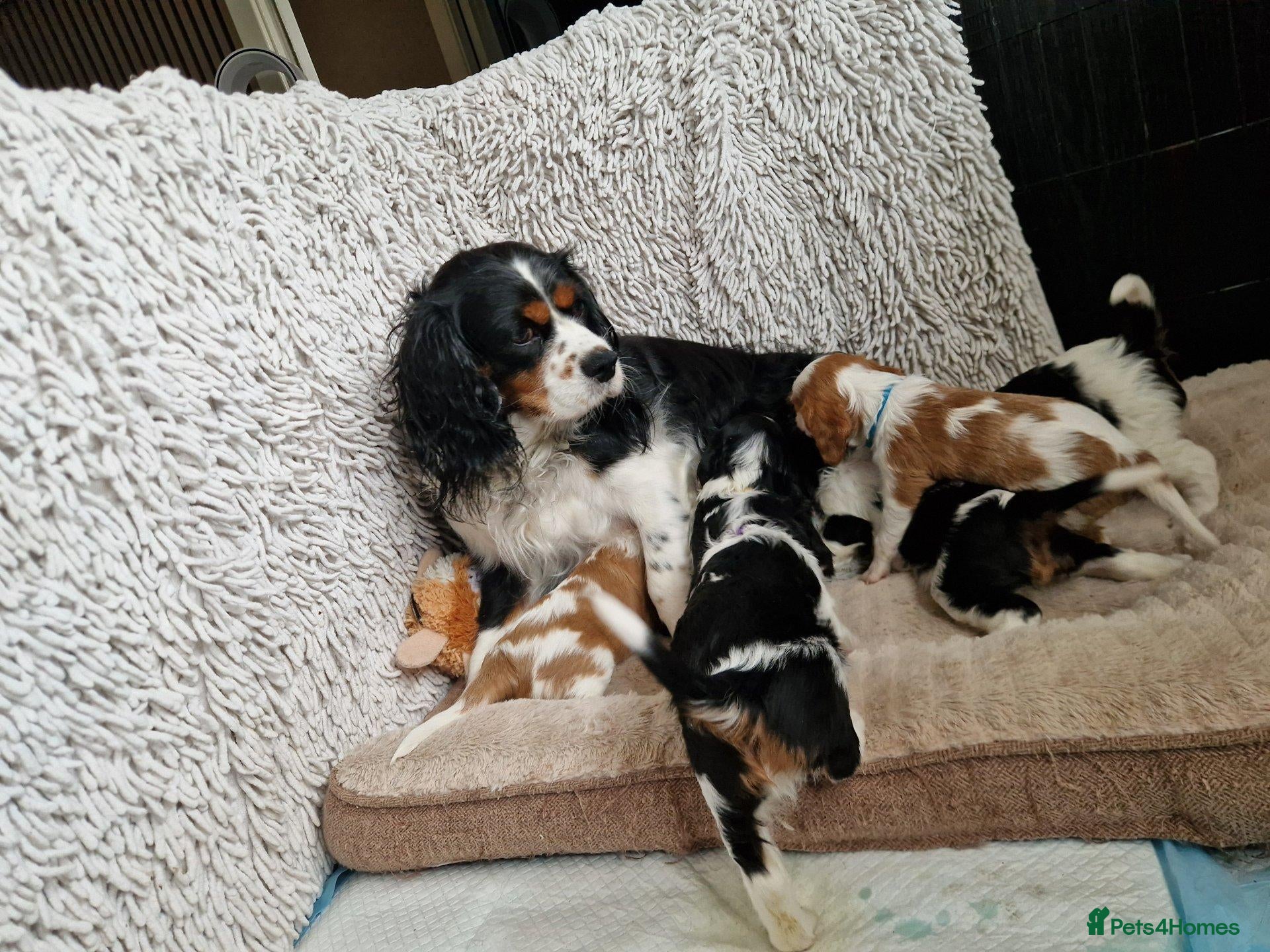 Cavalier King Charles Spaniel dogs . Gorgeous Cavaliers Looking for Forever Families - Advert 12