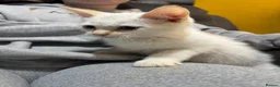 Ragdoll cats for sale: Ragdoll x Siamese kittens - Advert 3