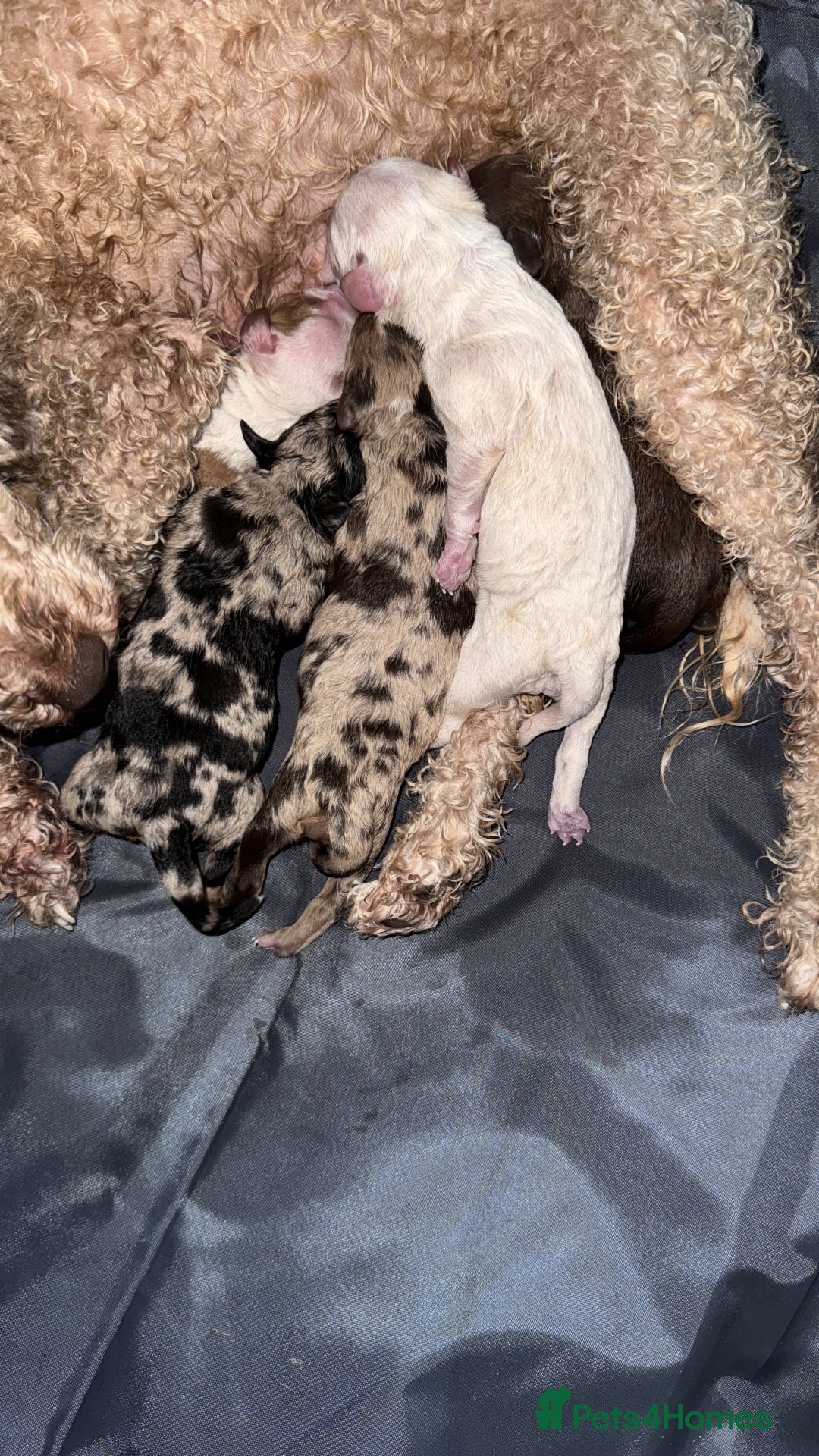 Cockapoo dogs for sale:   🐾 Cockapoo Puppies 🐶  - Image 19