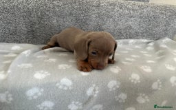 Dachshund dogs for sale: Dachshunds - Image 5