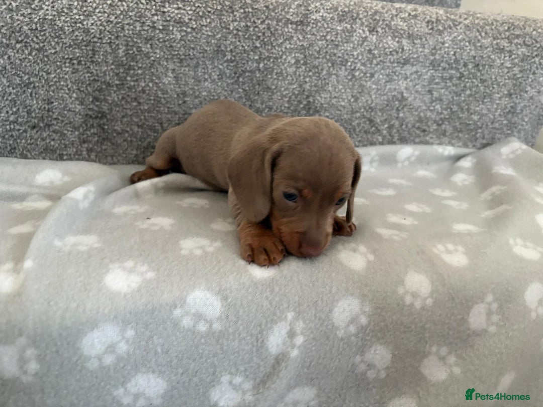 Dachshund dogs for sale: Dachshunds - Image 5