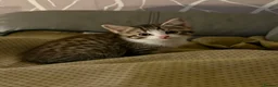Maine Coon cats for sale: Beautiful Bengal/maine coon cross - Advert 3