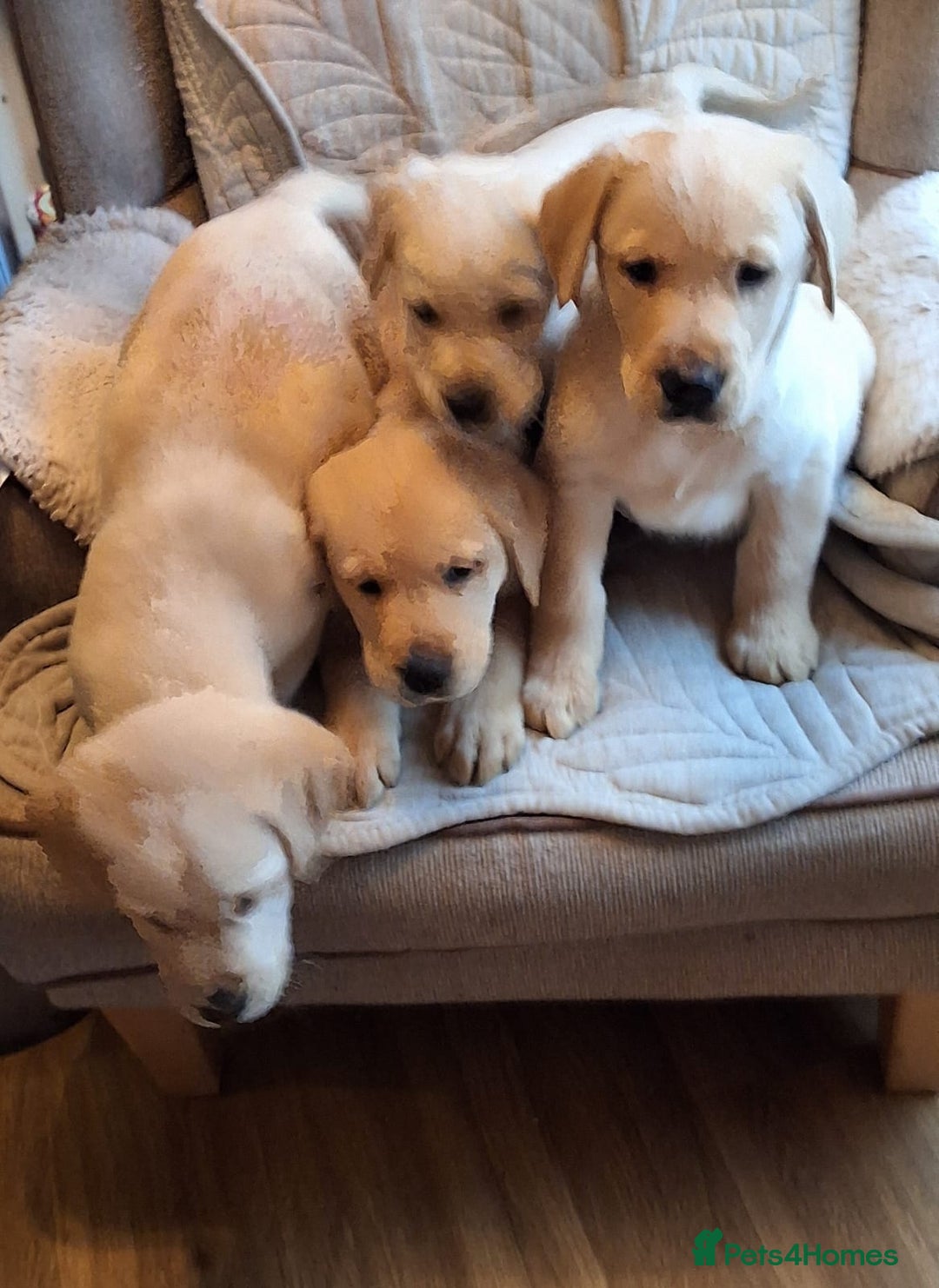 Goldador dogs for sale: Goldador puppies  - Advert 1