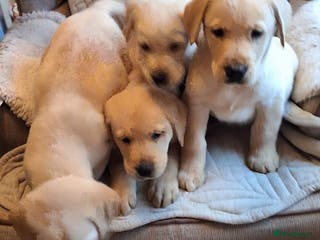 Goldador dogs Goldador puppies - Advert 18