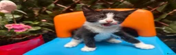 Mixed Breed cats for sale: Adorable kittens looking for forever home  in London - Advert 4