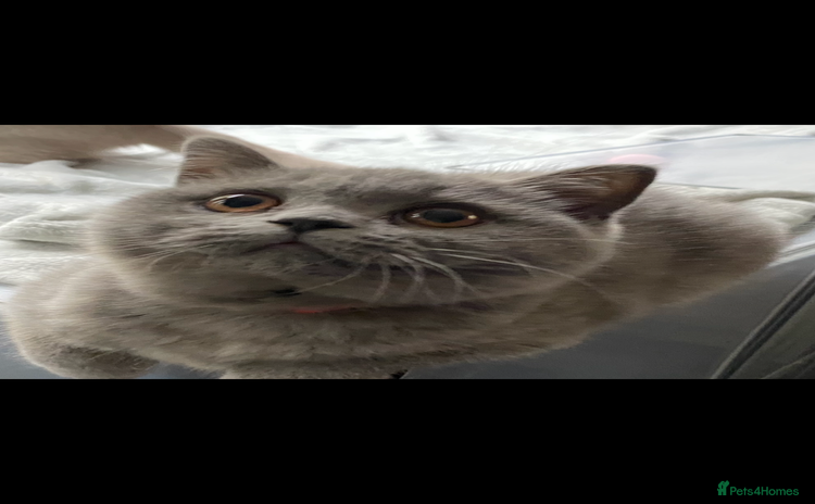 British Shorthair cats - Advert 2