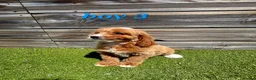 Cockapoo dogs for sale: 7 Adorable F1 Cockapoo pups ♥️🐕🐾 - Advert 10