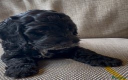Cockapoo dogs for sale: Show Type F1 Cockerpoos. KC parents & health tests - Image 12