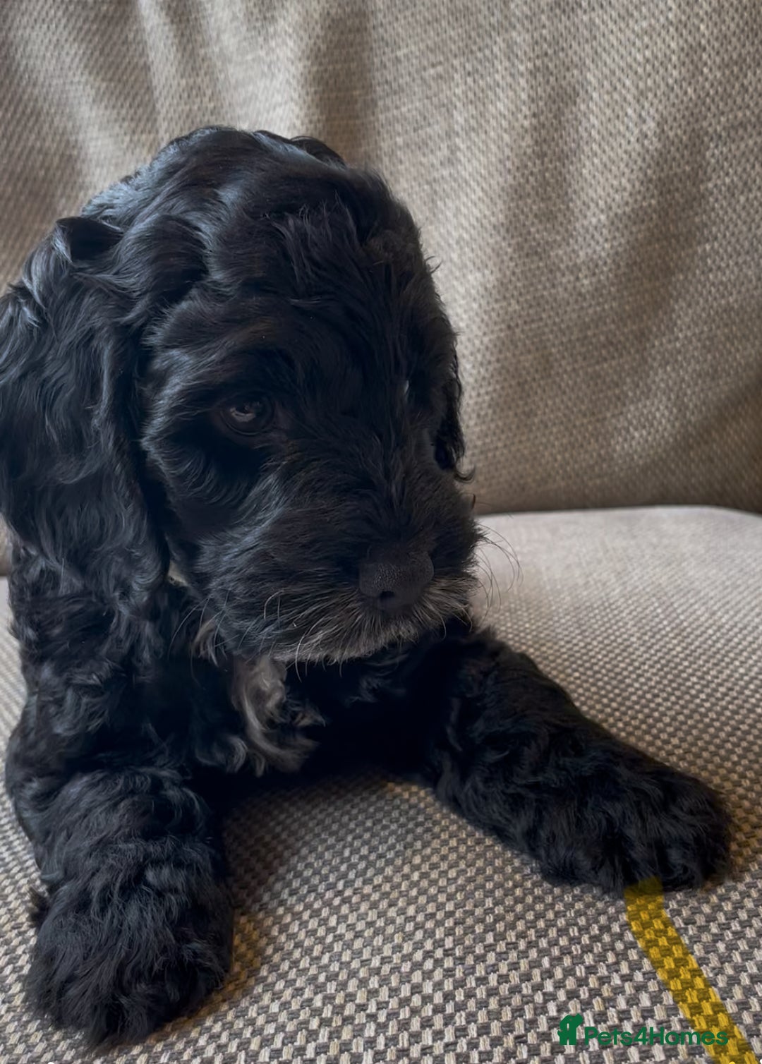 Cockapoo dogs for sale: Show Type F1 Cockerpoos. KC parents & health tests - Image 12