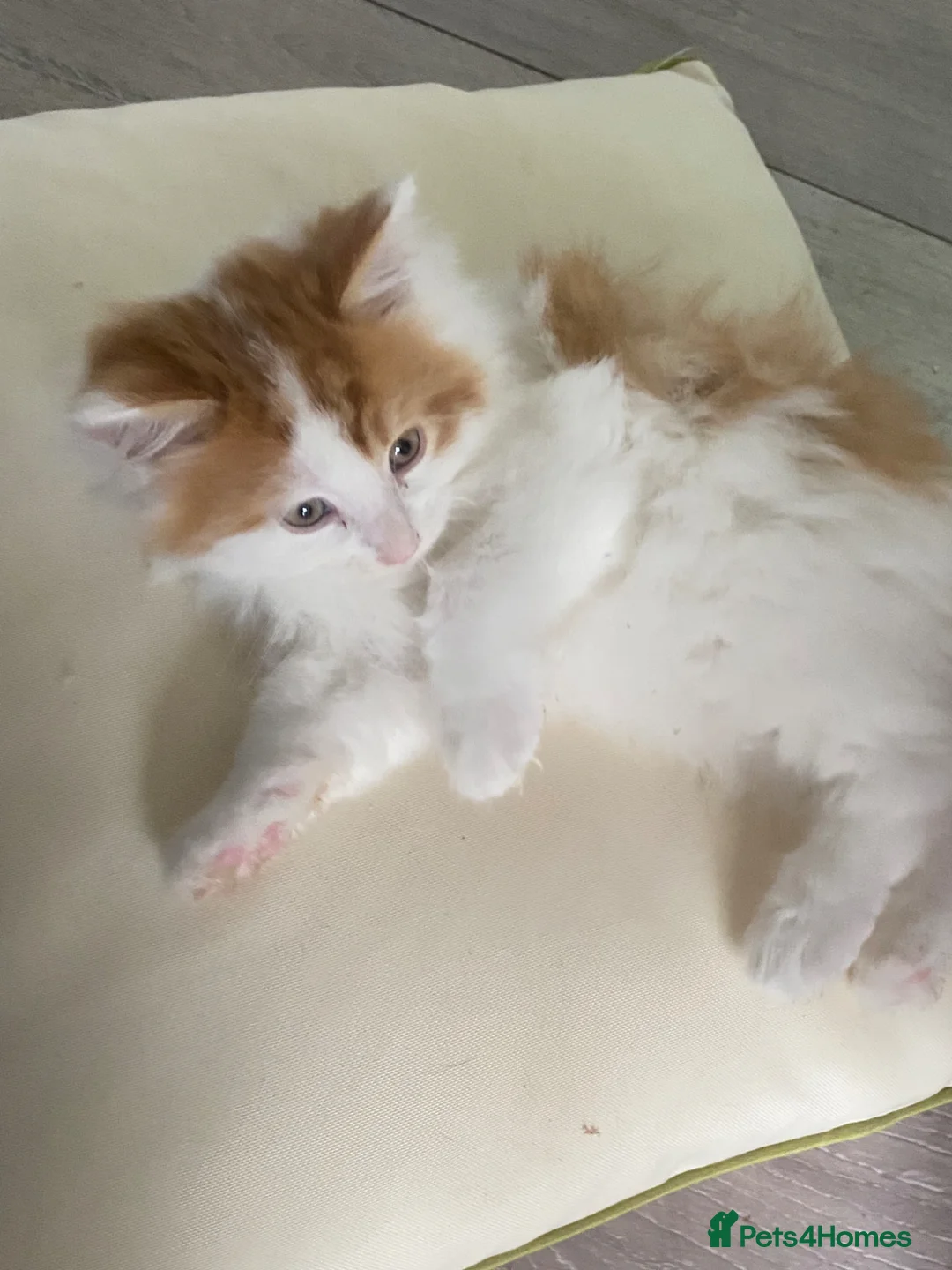 Maine Coon cats for sale: Maine Coon kittens  in Abingdon - Advert 12