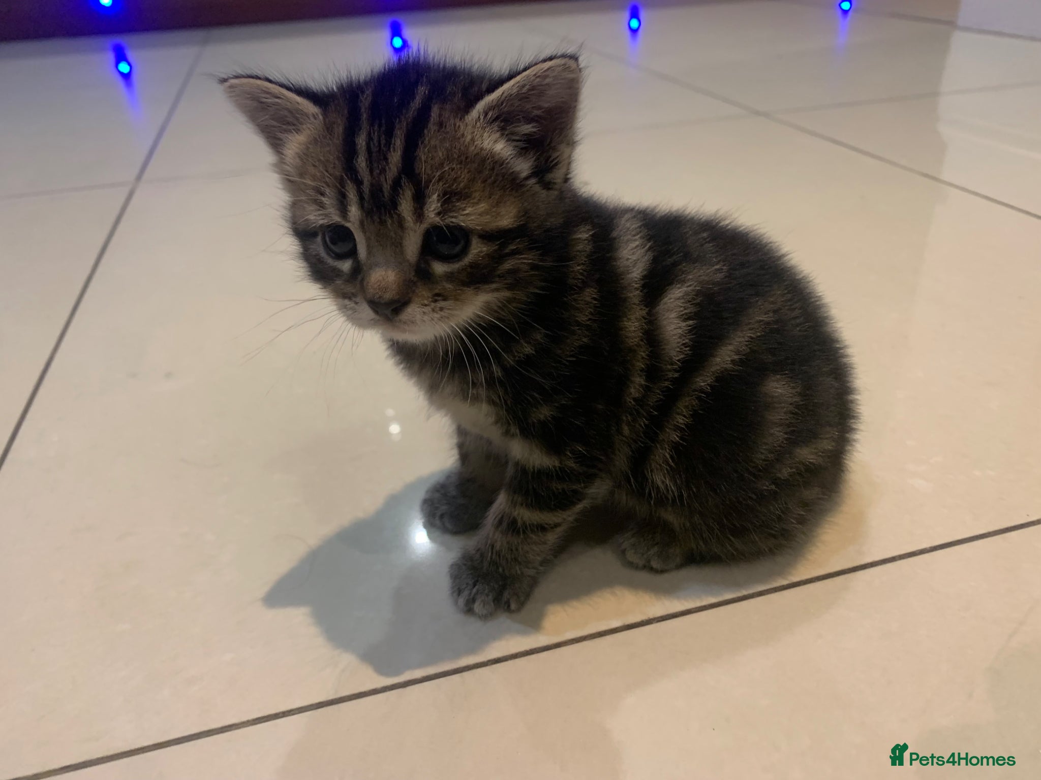 Mixed Breed cats for sale: Shorthair Tabby’s mixed breed in Solihull - Advert 11