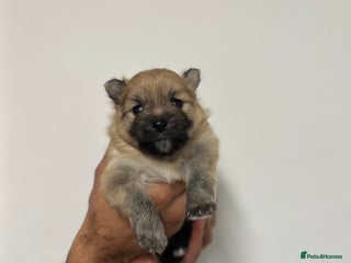 Pomeranian dogs READY 23RD December Pomeranian Puppy’s - Advert 7