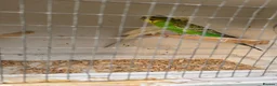 Budgerigars birds for sale: Beautiful budgies pair - Advert 4