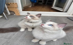 Ragdoll cats for sale: Male Ragdoll kittens - Image 1