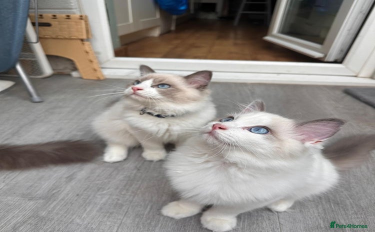 Ragdoll cats - Advert 4