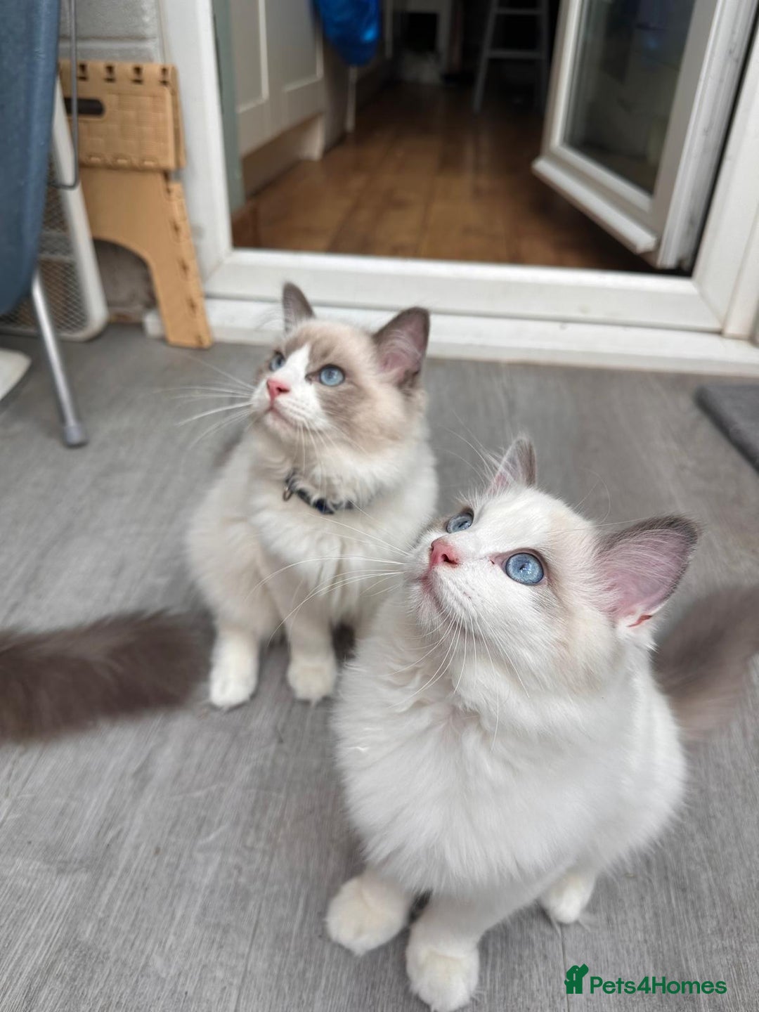 Ragdoll cats for sale: Male Ragdoll kittens - Image 1