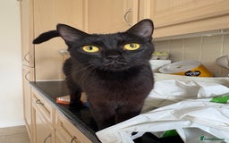 British Shorthair cats for sale: 3 adorable little black kittens - Image 8