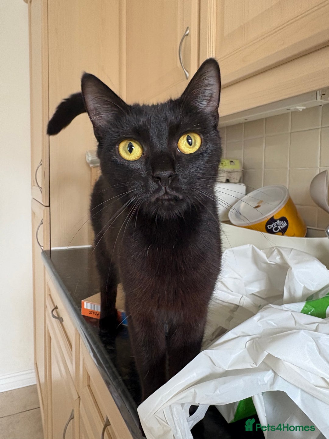 British Shorthair cats for sale: 3 adorable little black kittens - Image 8