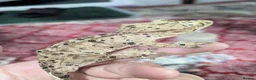 Gecko reptiles for sale: Various crested geckos  - Advert 3