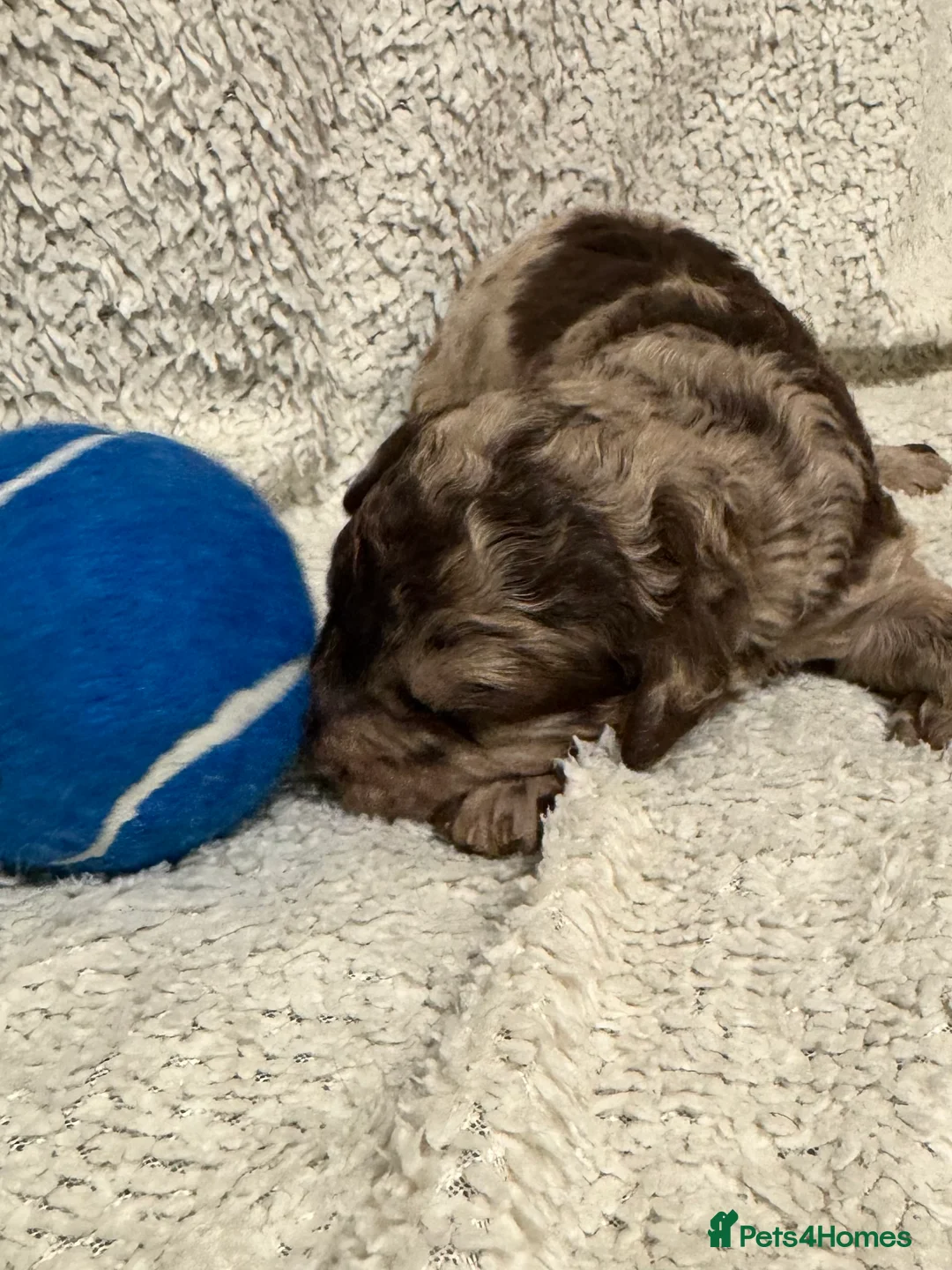 Cockapoo dogs for sale: Stunning F1bb toy cockerpoo puppies - Advert 8