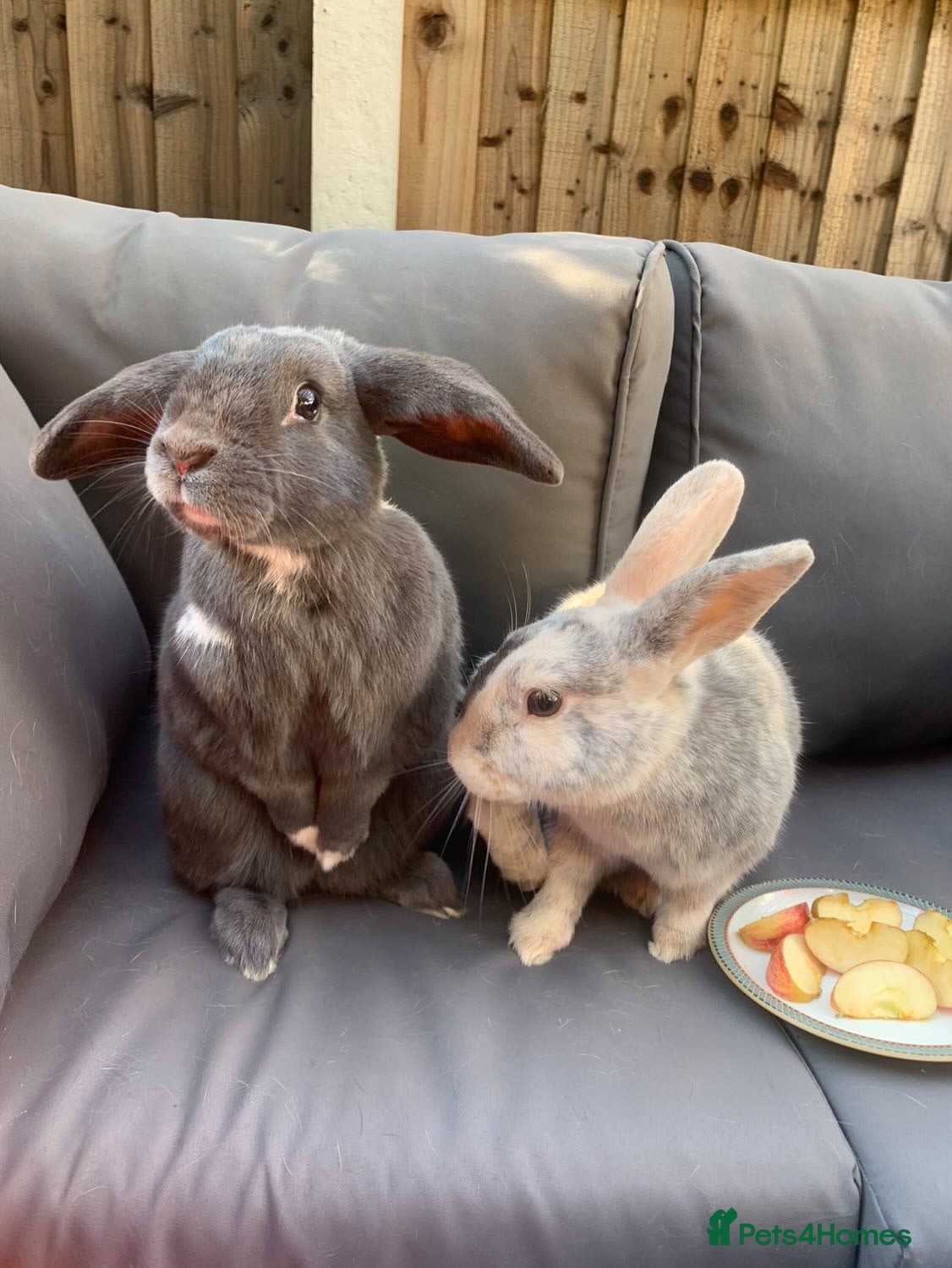 Mixed Breed rabbits 2 rabbits for sale - Advert 2
