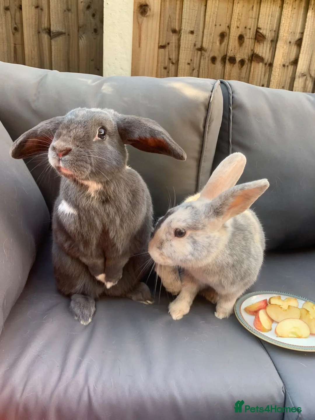 Mixed Breed rabbits for sale: 2 rabbits for sale in Basildon - Advert 1