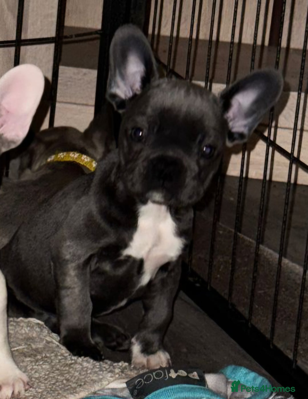 French Bulldog dogs for sale: 5 french bulldogs left!! Ready now! - Advert 2